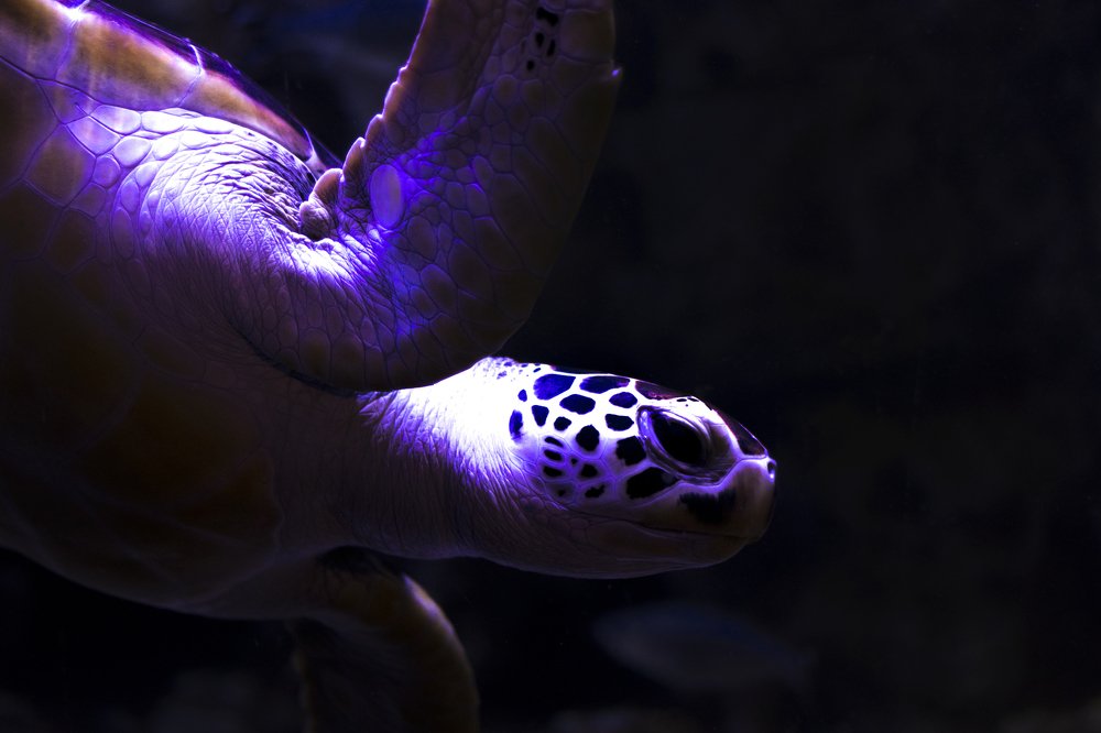 Photograph by Олег