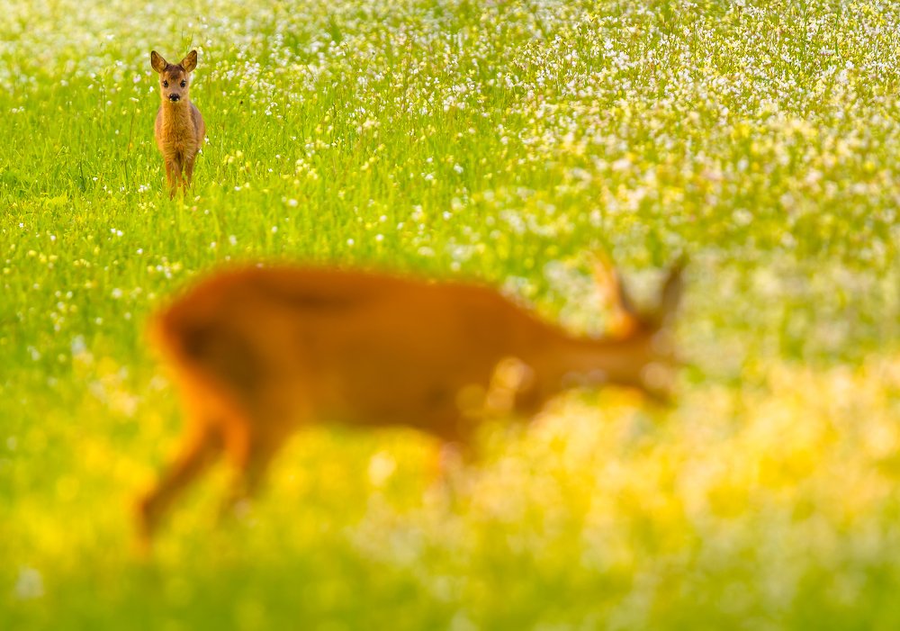 Roedeer with offspring