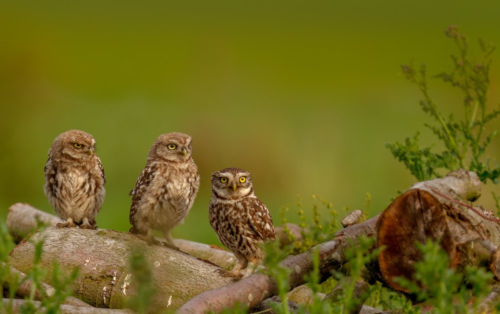 Litte Owl family