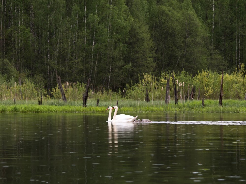 Photograph by Андрей Баскевич