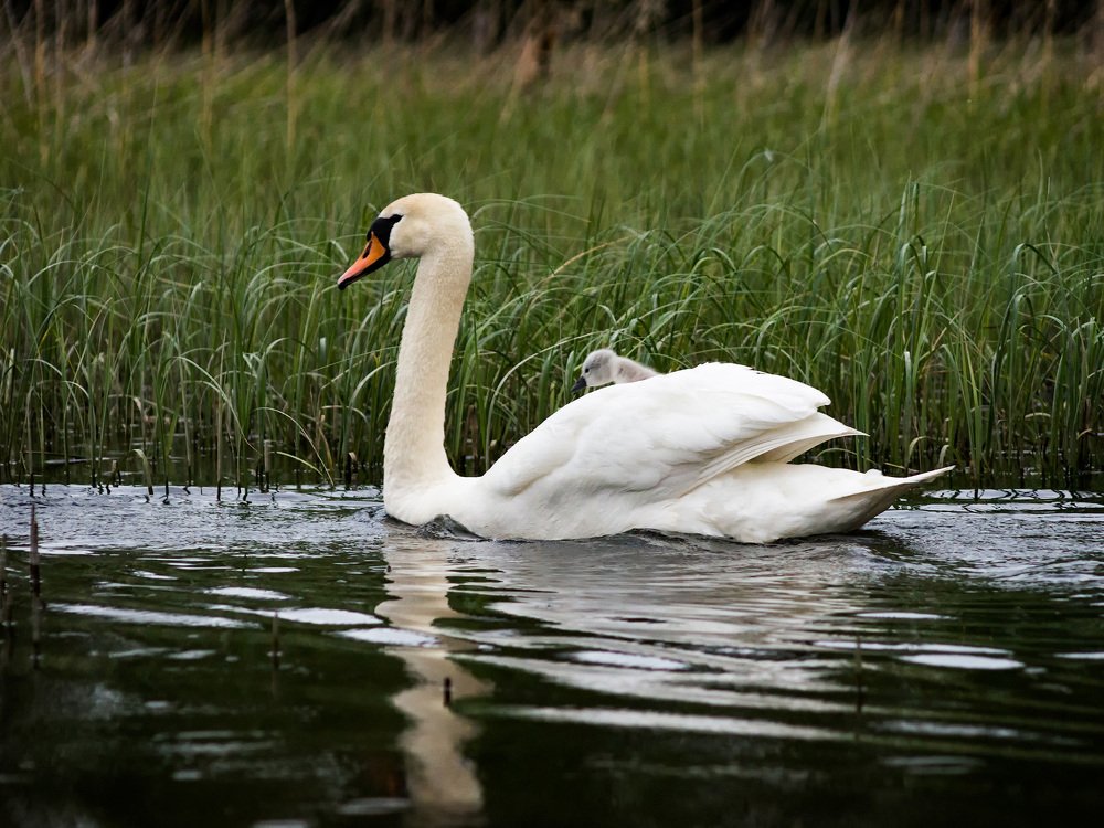 Photograph by Андрей Баскевич