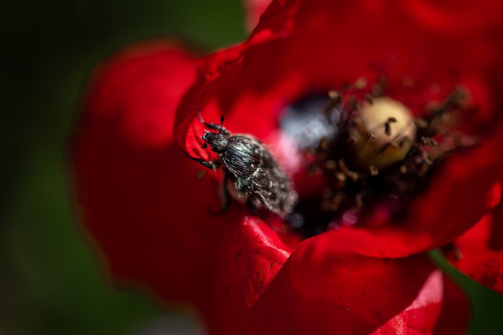 Маковый фрэш