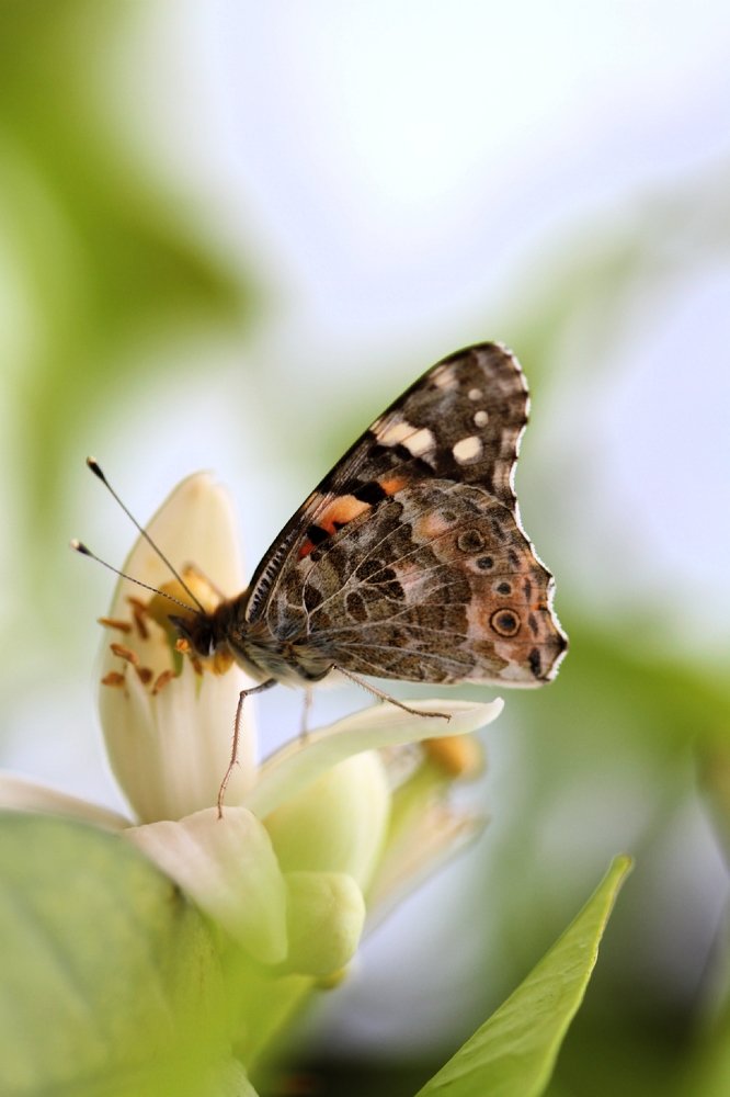 Бабочка на апельсиновом дереве