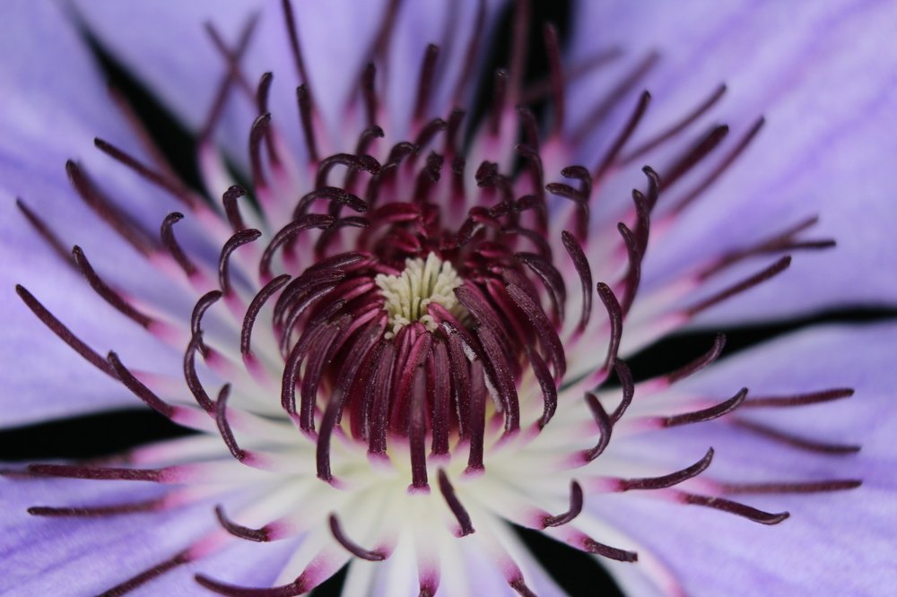 Сердце клематиса