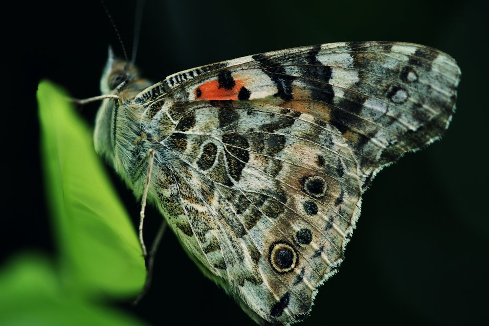 Бабочка на апельсиновом дереве