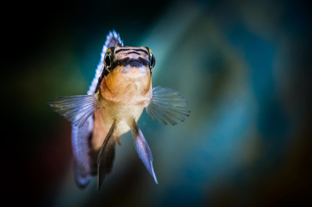 Photograph by Ясинский Юрий