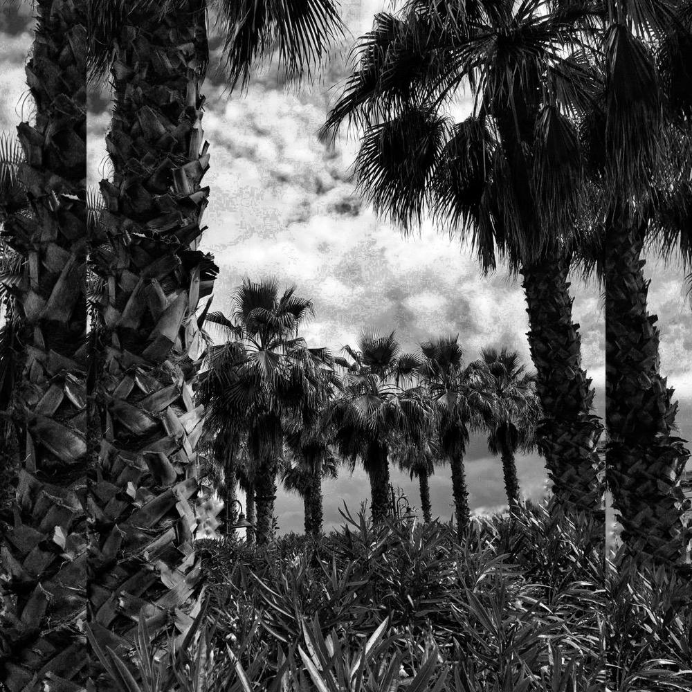 Пальмы в Порто Реканати