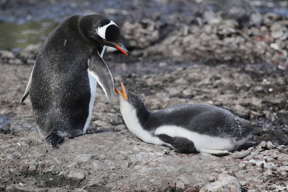 Я ж твой птенчик...