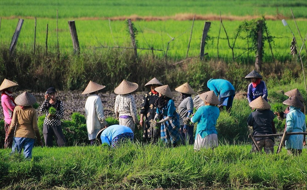 A capping females to get ready for paddy field