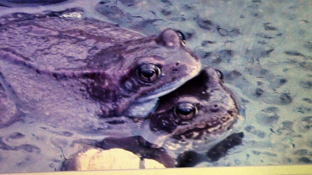 Лягушачья любовь.