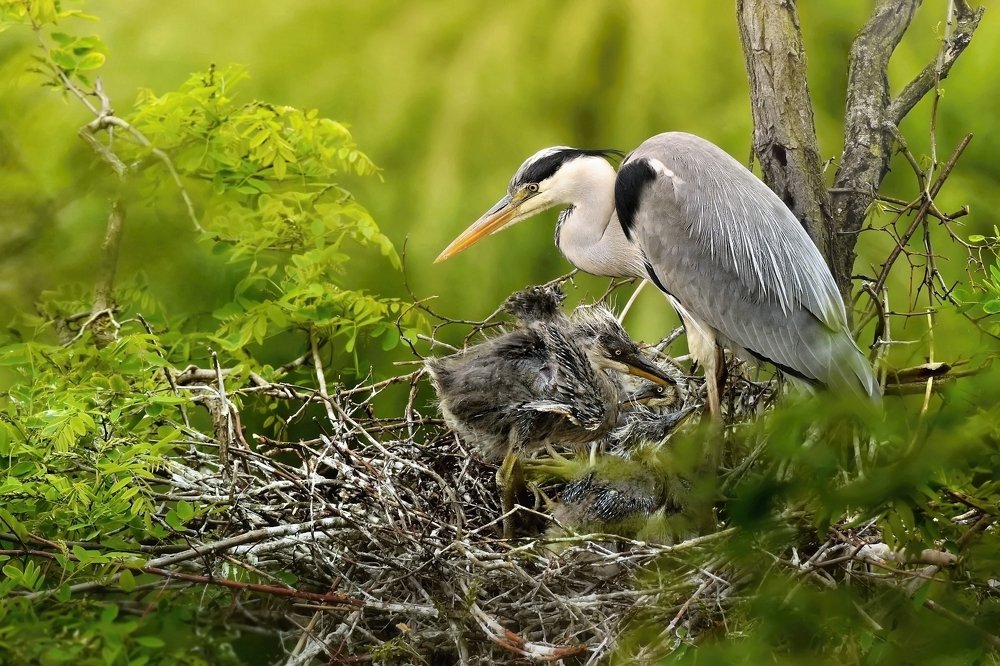 herons