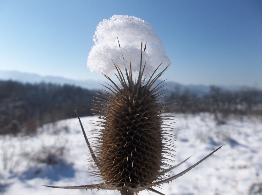 Зима на тръни