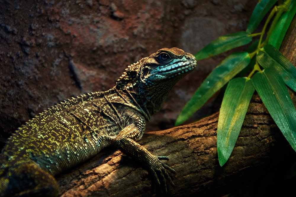 Парусная ящерица Вебера