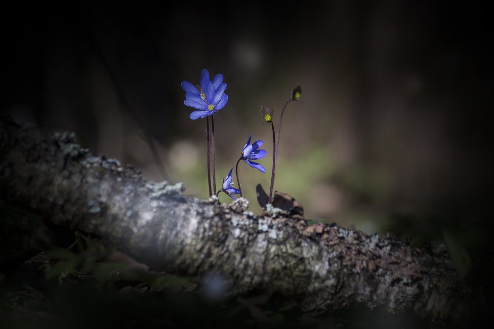Сново весна.