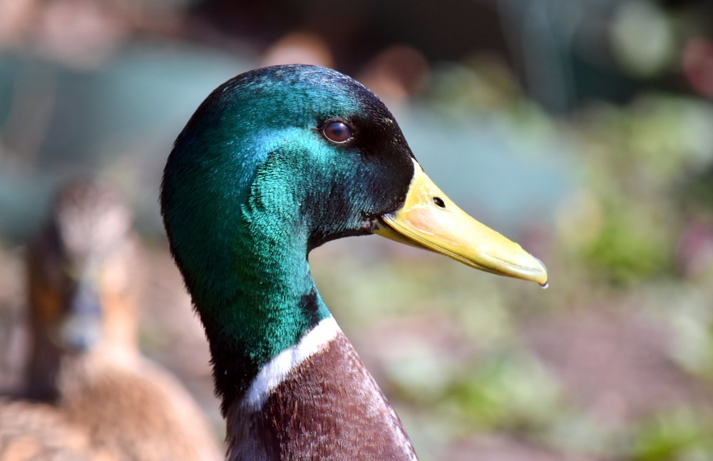 Portrait of a wild duck / Портрет дикой утки
