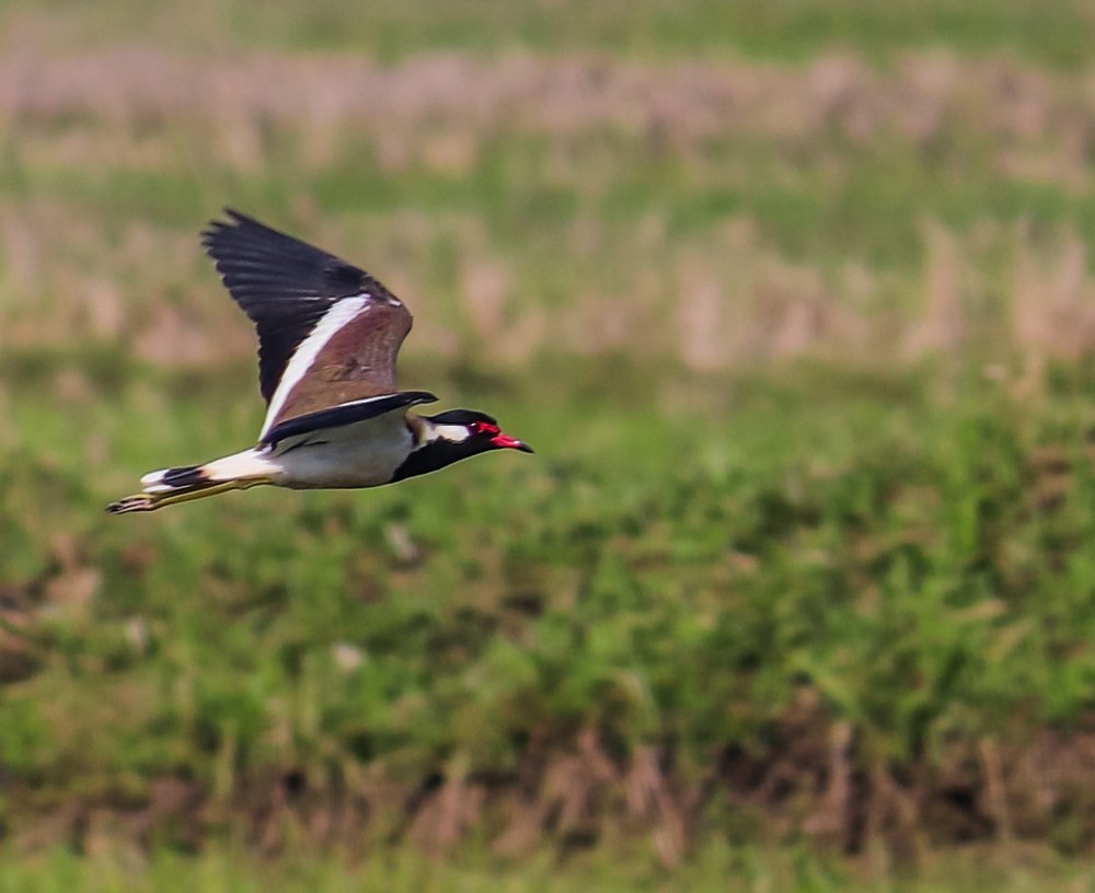 The Northern Lapwing