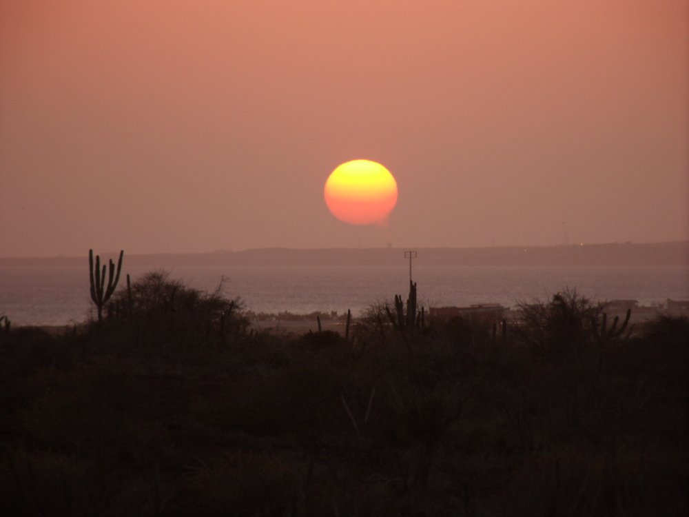 Sol bicolor