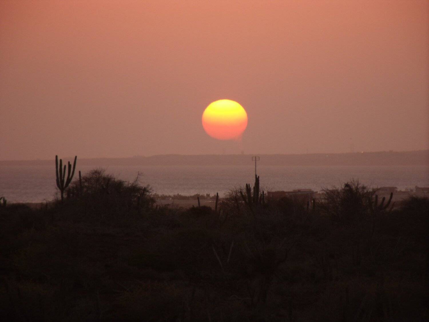 Sol bicolor