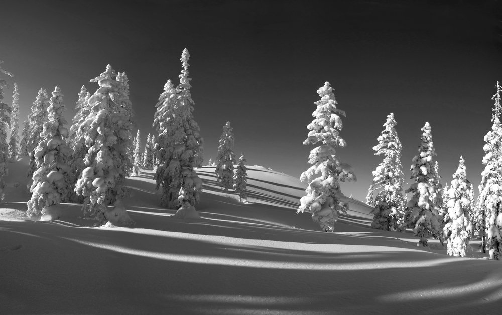 Зимняя зебра