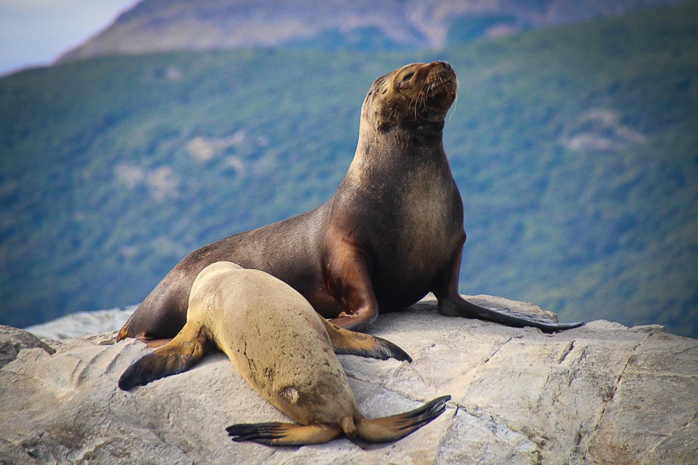 Sea lions