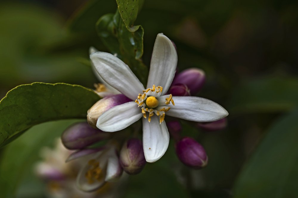 lemon blossom