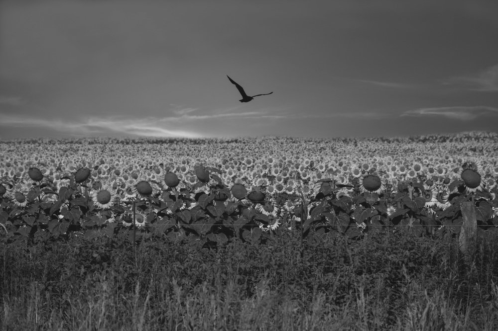 Volando por campos de girasoles