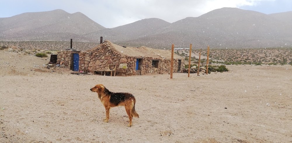 Pueblo Guatin y su quiltro