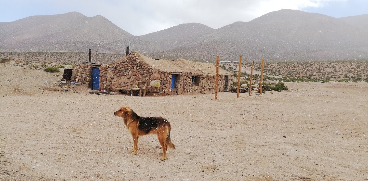 Pueblo Guatin y su quiltro