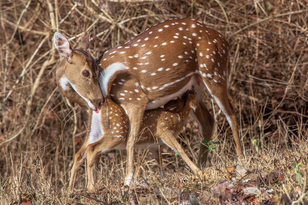 ДВОЙНОЕ УДОВОЛЬСТВИЕ