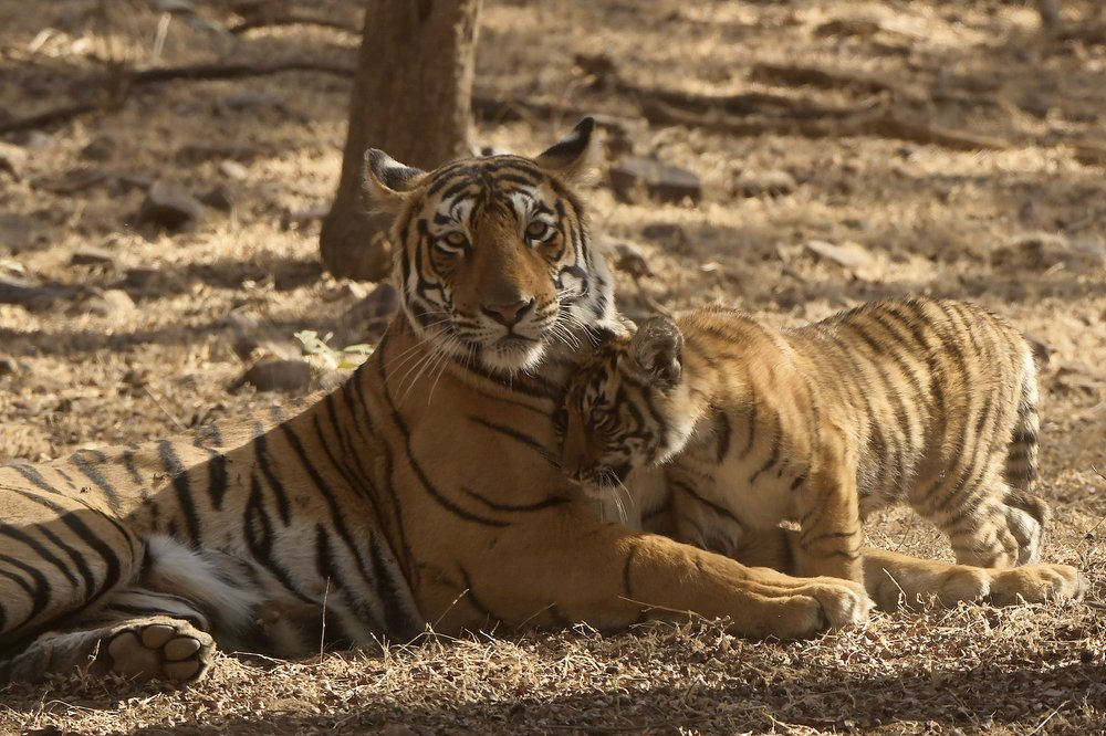 РЯДОМ С МАМОЙ