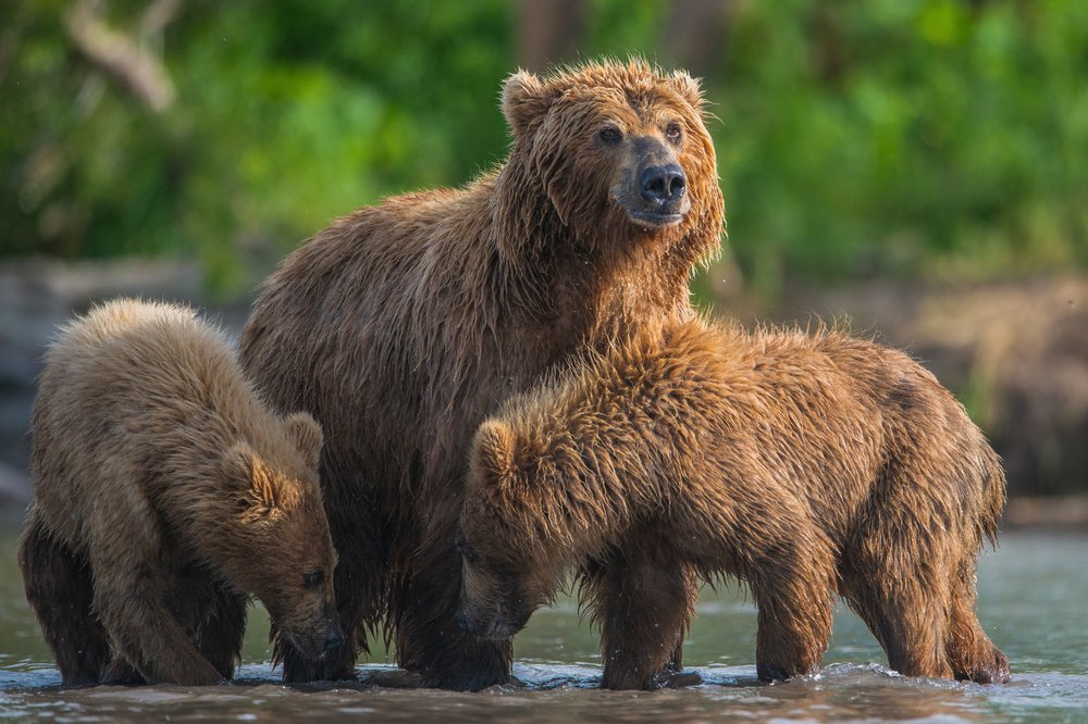 "МАМА РЫБУ ОБЕЩАЕТ..."
