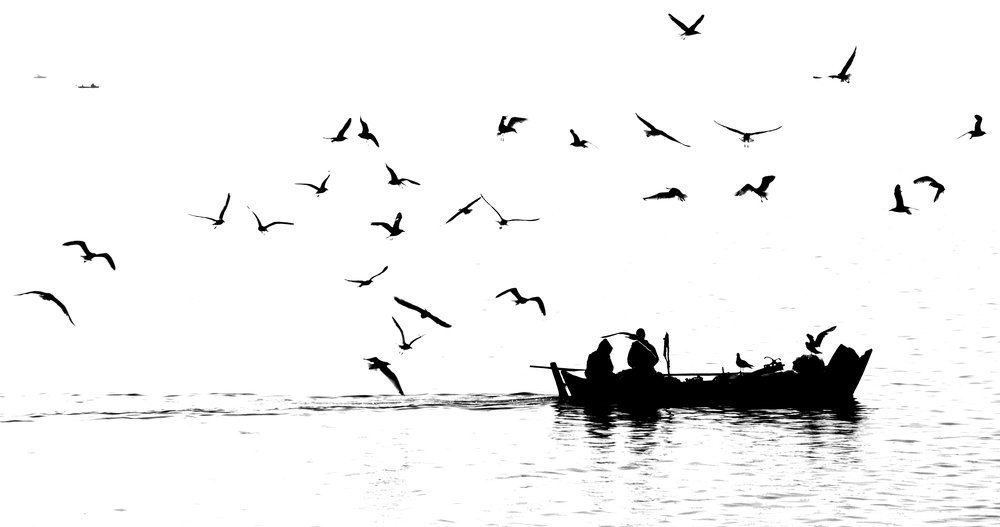 fisherman&birds