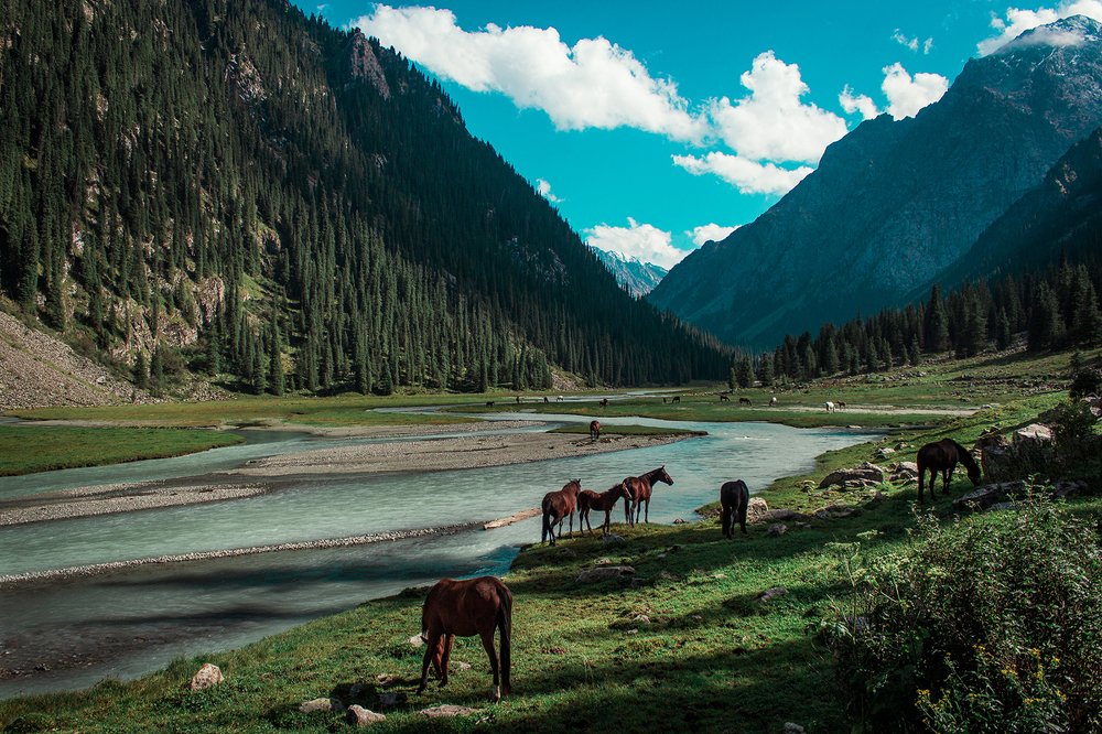 Пастбище на реке Каракол.
