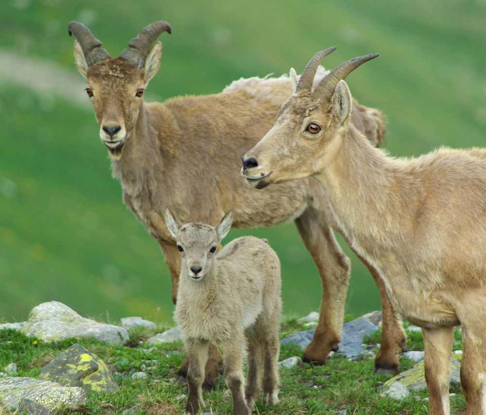 Семейное фото ...