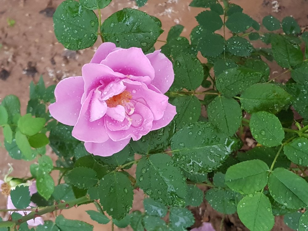 Flower Life