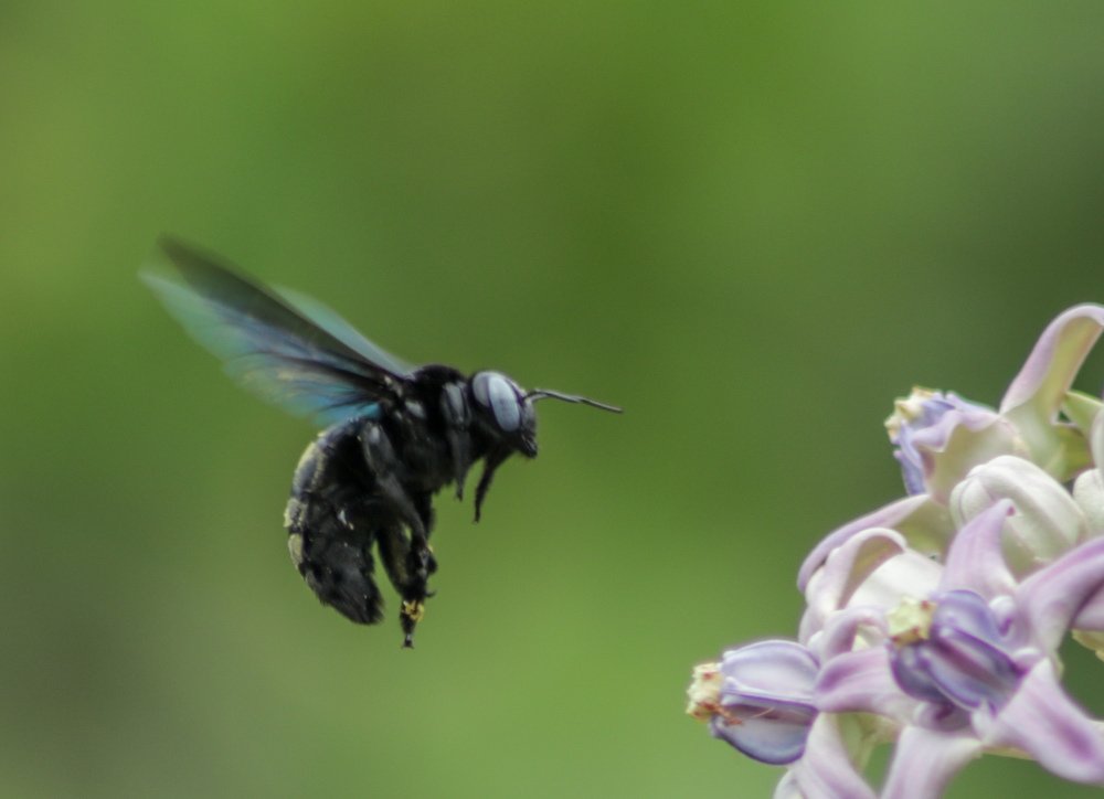 Carpenter bee