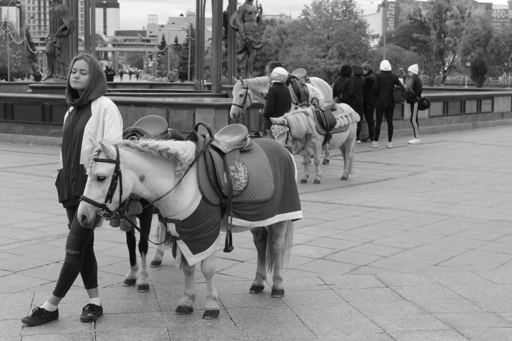 Жизнь городской лошадки