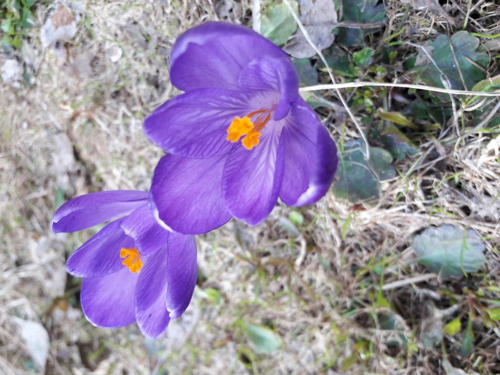 Первые цветы.