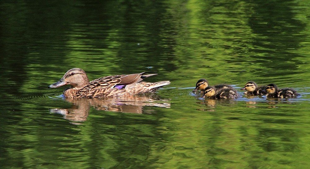 Детский Сад