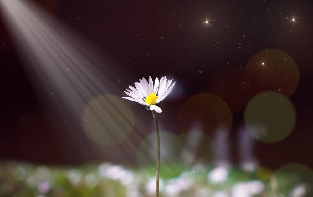 Flower Abstract blurry background