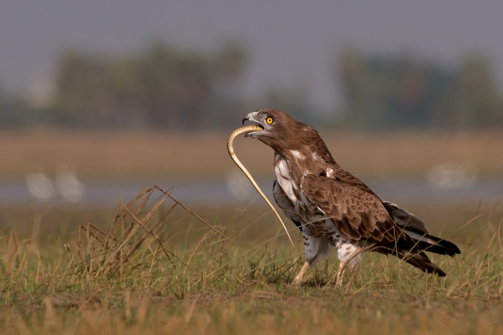 short-toed snake eagle with Rat snake kill