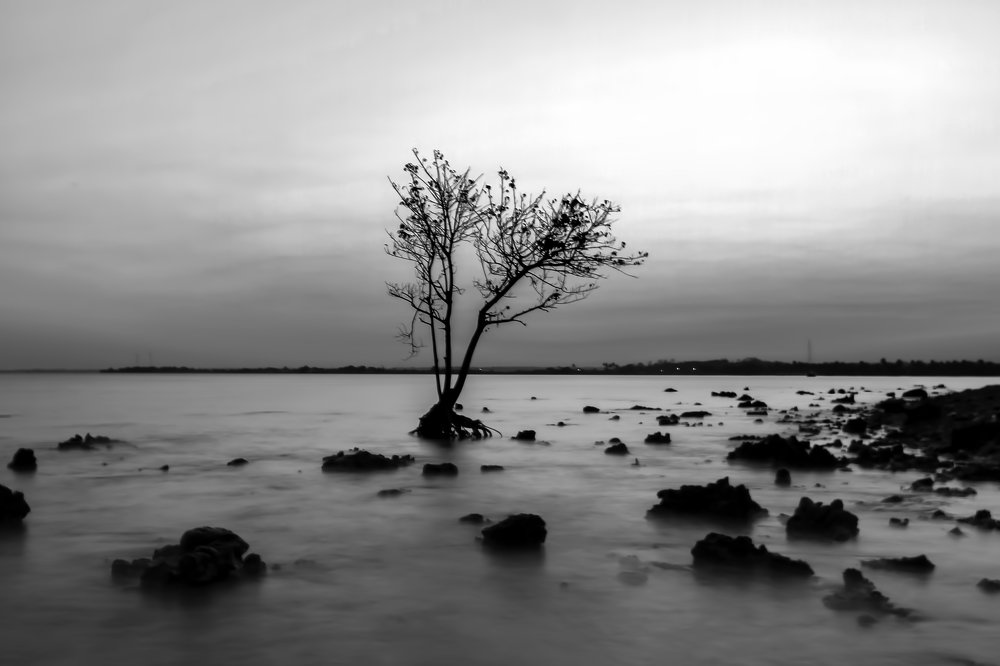 own tree on the beach