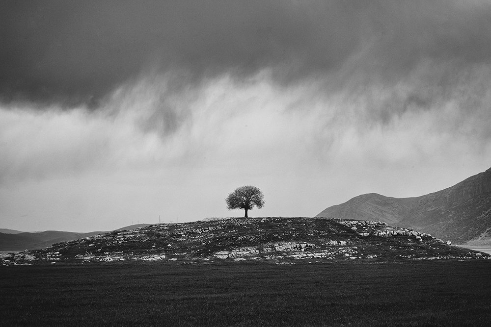 lonely tree