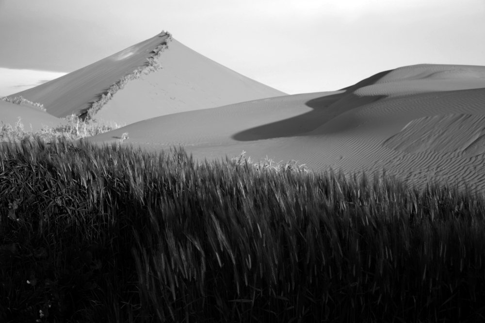 de blés dans le désert.