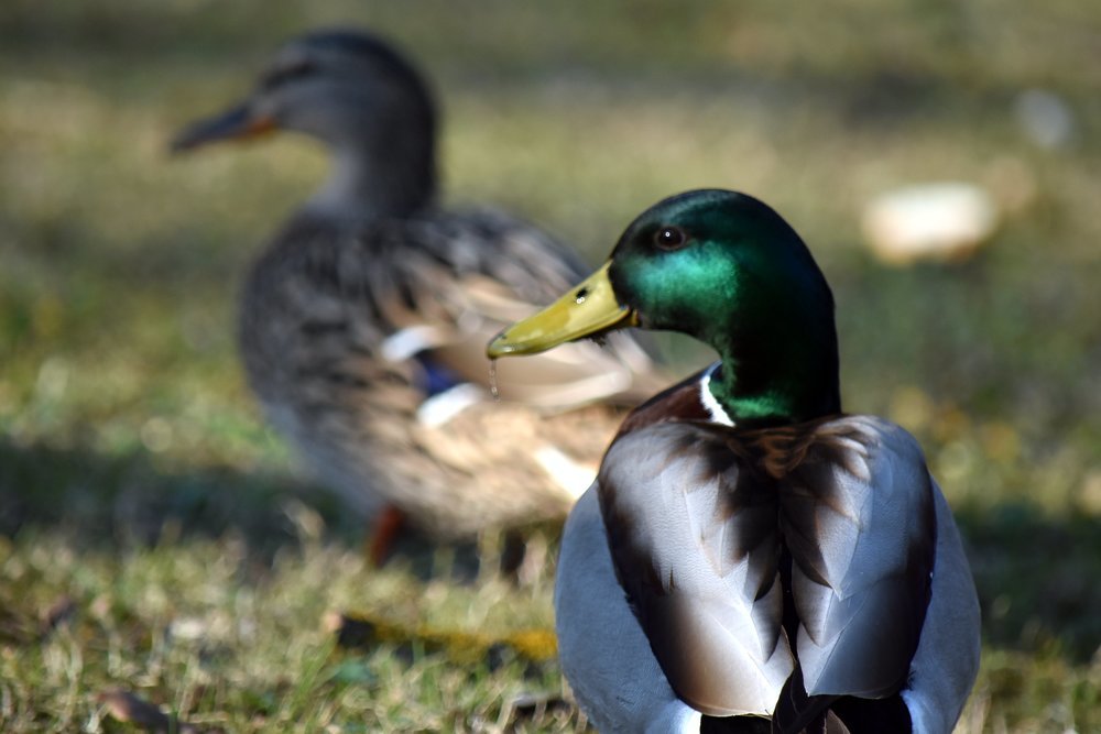 Looking one way / Смотрящие в одну сторону