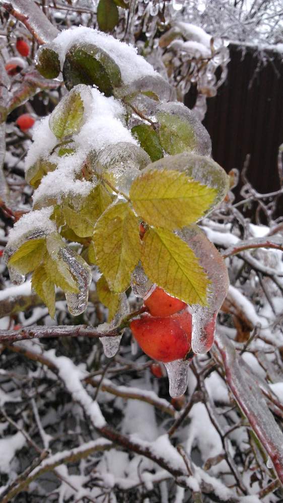 Сюрреализм в природе.