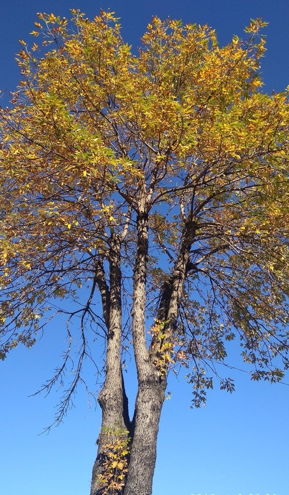 Otoño