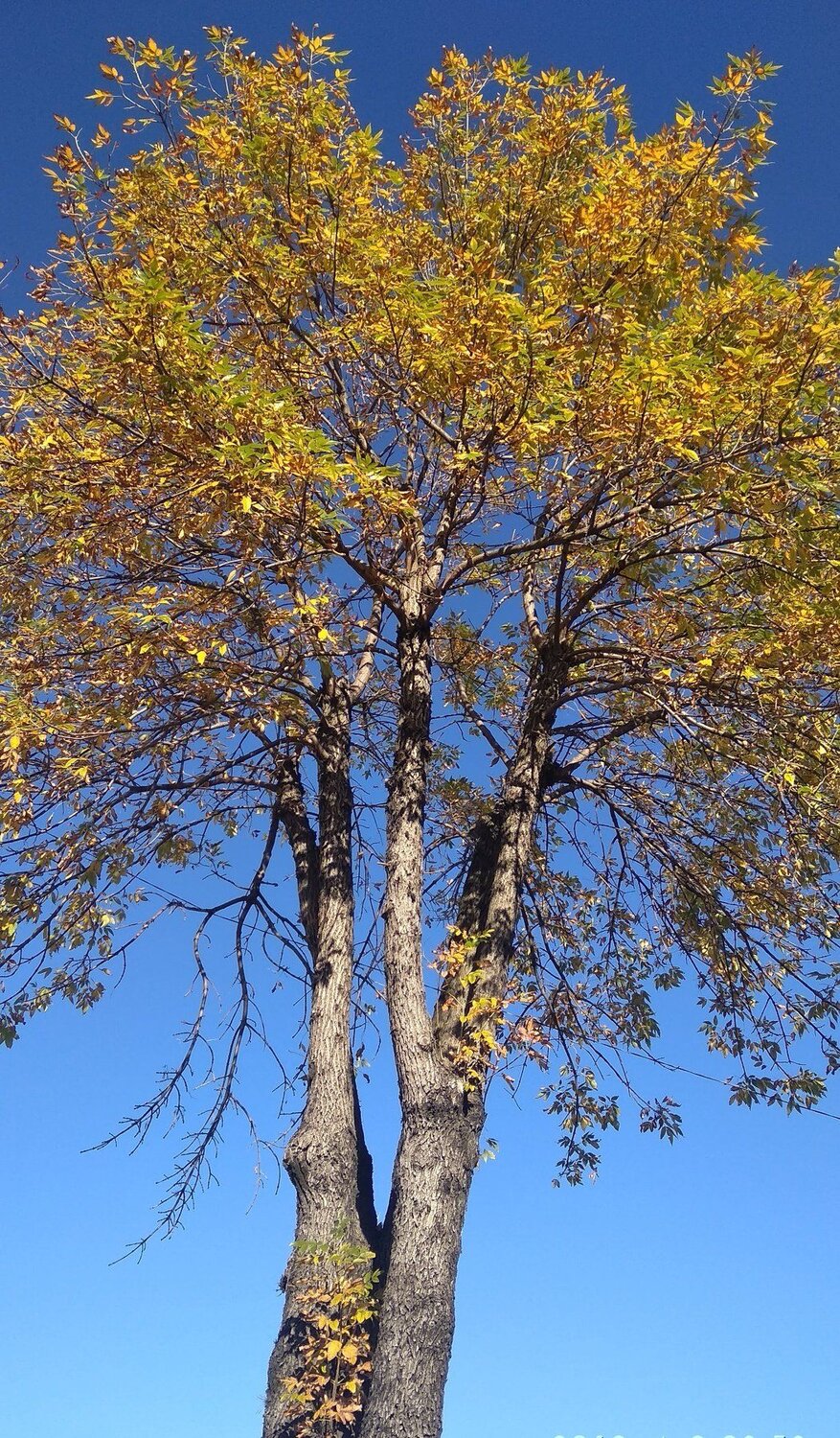 Otoño