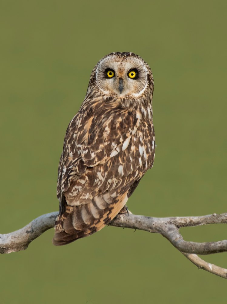 Short Eared Owl