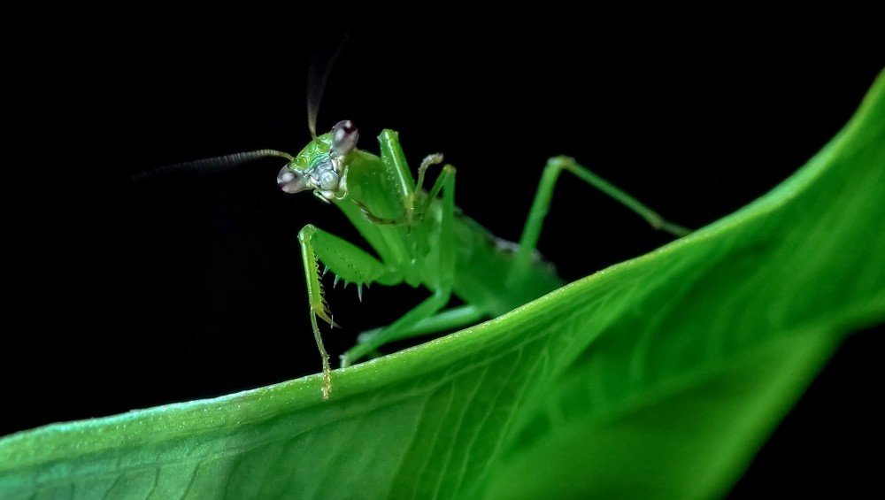 Portrait of a mantis